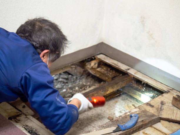 Best Attic Mold Removal  in Viroqua, WI