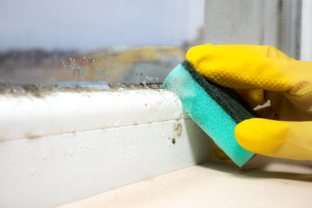 Best Residential Mold Removal  in Viroqua, WI