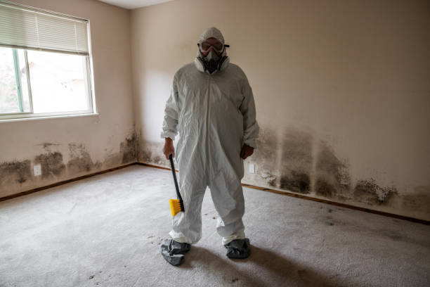 Certified Mold Removal in Viroqua, WI