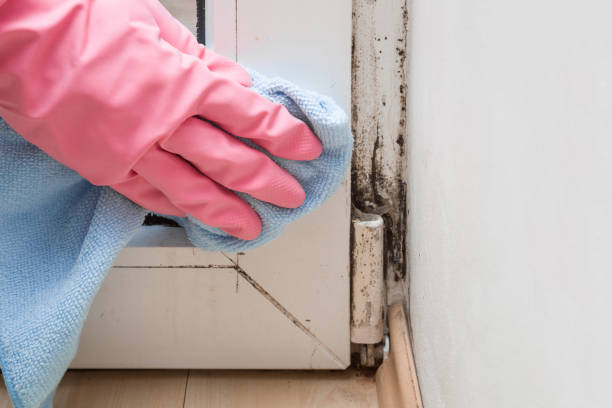 Best Residential Mold Removal  in Viroqua, WI