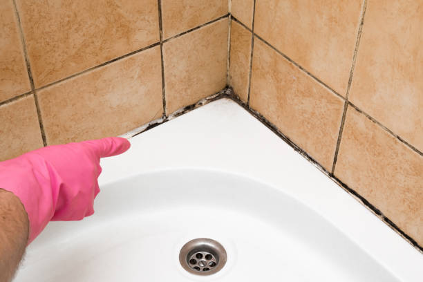 Mold Testing and Removal in Viroqua, WI